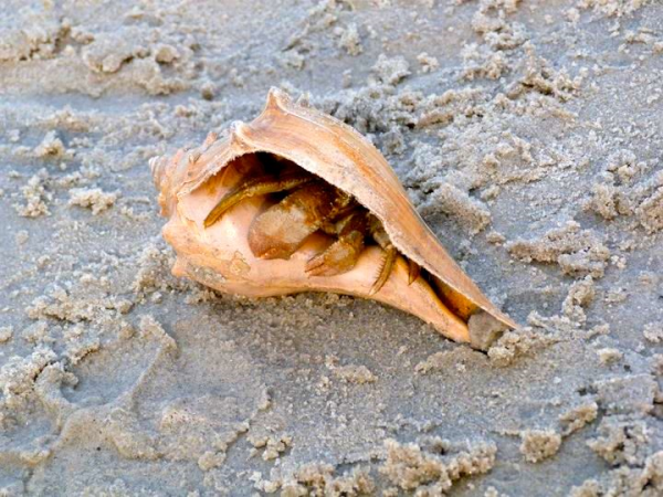 1939620 10152217479747411 8053117513487869959 n resized 600