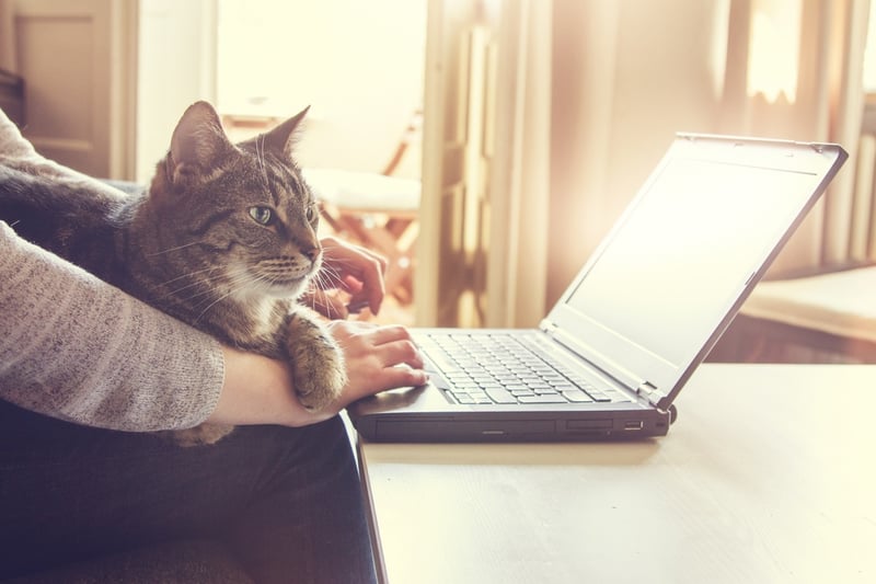 close up of hands typing on laptop with a cat