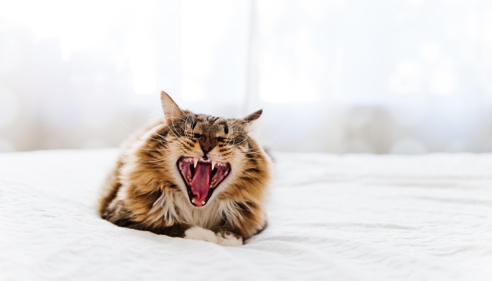 cat-teeth.jpg